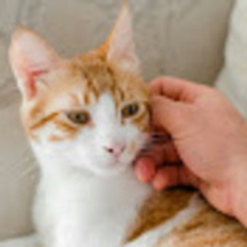 Cat Lover