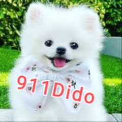 911dido