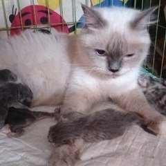 Kimmi Himalaya kucing