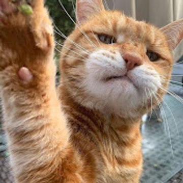 Funny Pet Club