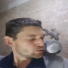 Попугай матершинник Рико