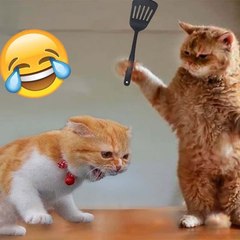 Funny Pets