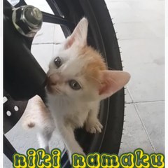 Perjalanan kucing  borneo