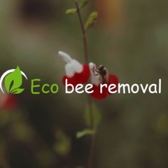Eco bee removal