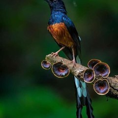 Manuk Kebon