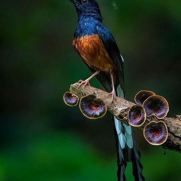 Manuk Kebon