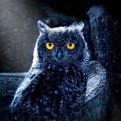 NightOwl Hour