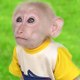 Monkey BiBi