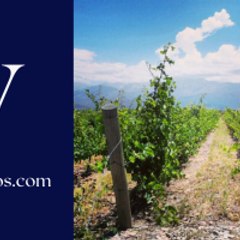 VinosAndinosMza