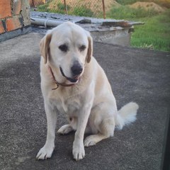 Fred Lisboa
