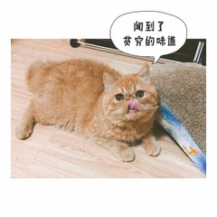 mikuluyi's animal world