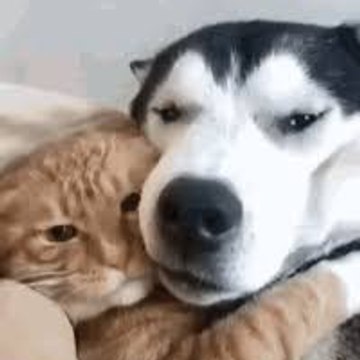 Funny Cute Animals