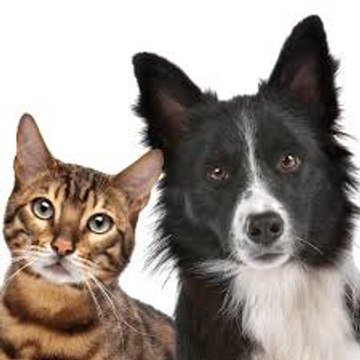 Funny Animals