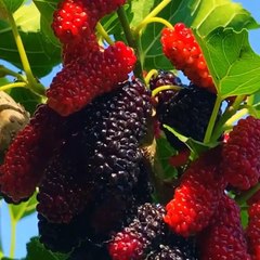 Everyday Health Tips