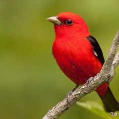 أسرار الطبيعة الخلابة TV