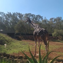 Jamalprof احداث