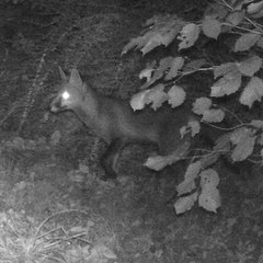Animaux Bretons