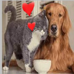 cats and dogs