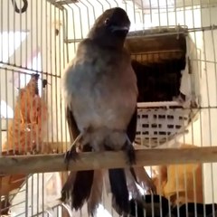 البلبل المغربي