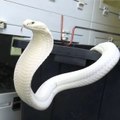 King Cobra