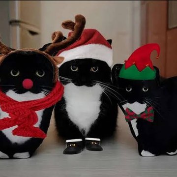 The New Sony Wonder & Happy Madison Fan