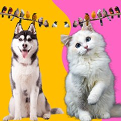 Pets and Birds