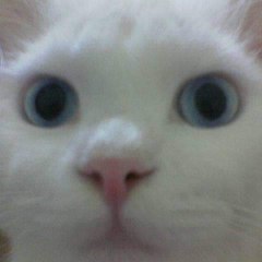 Love animals