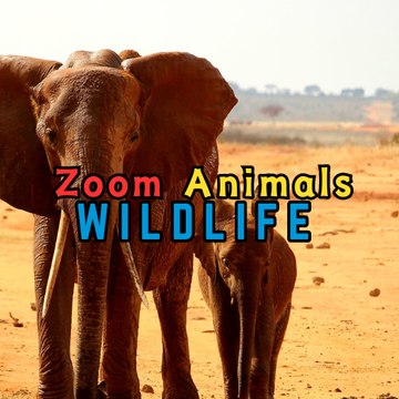 Zoom Animals