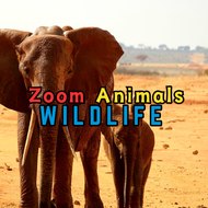 Zoom Animals