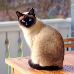 achannel for cats