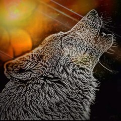 Sohail edits