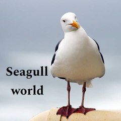 Seagull world