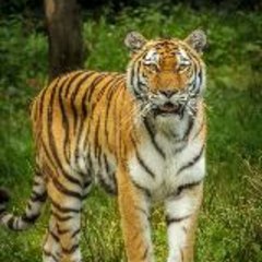 Animal World