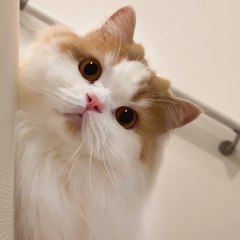 Neko 2