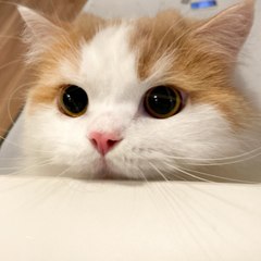 Neko 3