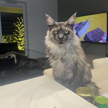 Cats and other passions