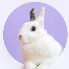 rabbit160