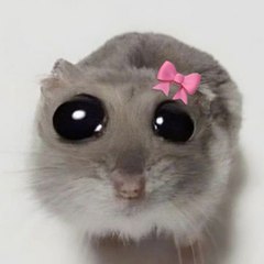 Ptite mouse