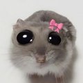 Ptite mouse