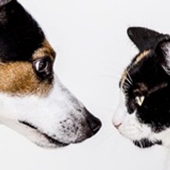petdata123