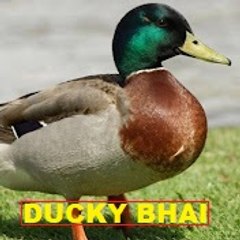 Ducky Bhai.