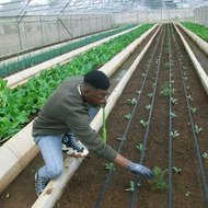 Natural Wellness Remedies