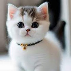 Funny cats