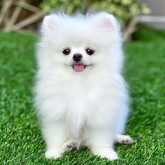 Cute animal