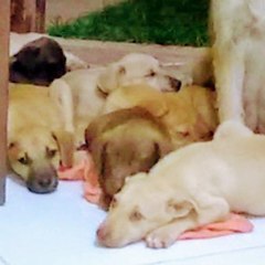 Animals