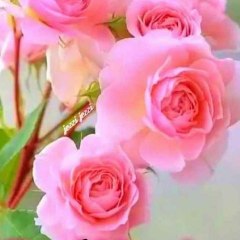 Pardeep Kumar