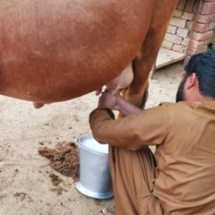 Ali Raza
