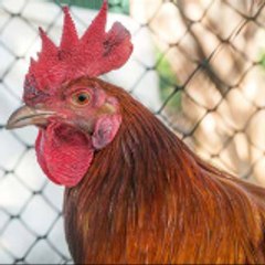 Ben's LBW & Gaming Channel!