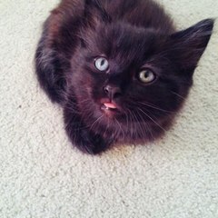 Srinivas reddy funny videos