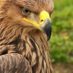 Eagle Entertainment